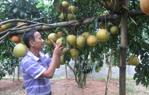 Không cần chăm sóc nhiều, nông dân vẫn thu tiền tỷ mỗi năm nhờ bưởi da xanh
