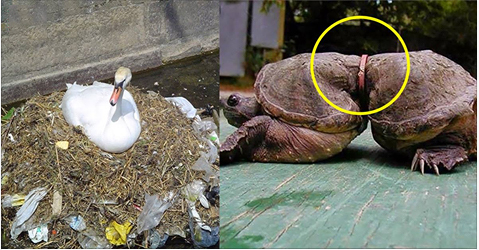 Rác thải khiến thiên nhiên