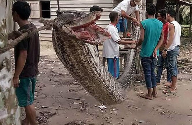 Người đàn ông hạ gục con trăn khổng lồ dài 7 mét, cứu sống 2 mạng người