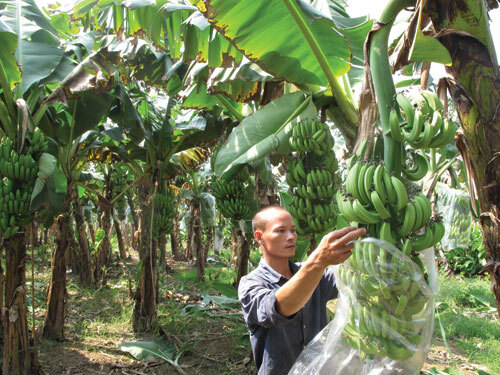 Anh nông dân thành “tỷ phú” nhờ vườn chuối tiêu hồng