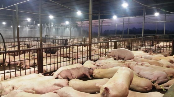 TP. Hồ Chí Minh phát hiện thêm 70 con lợn bị tiêm thuốc an thần ở lò Hòa Phú
