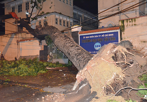 Cây cổ thụ bất ngờ bật gốc, đè sập cổng trường Đại học Sài Gòn