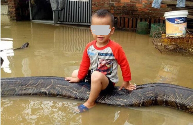 Tin tức mới nhất vụ bé trai 3 tuổi cưỡi trăn