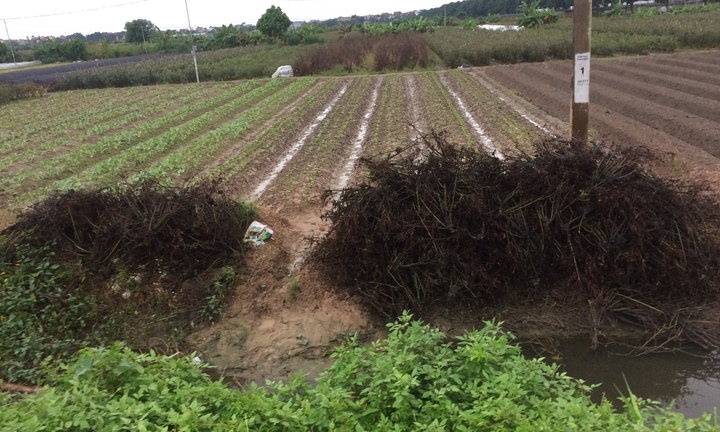 Hàng chục ruộng hoa hồng chết trước ngày 20/10, người dân 