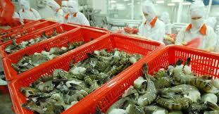 Xuất khẩu tôm bước tiến mới cho nông sản Việt