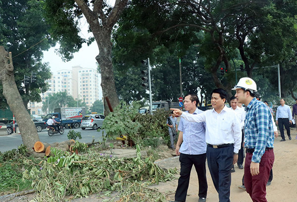 Chủ tịch Hà Nội kiểm tra đột xuất việc đánh chuyển cây trên đường Phạm Văn Đồng