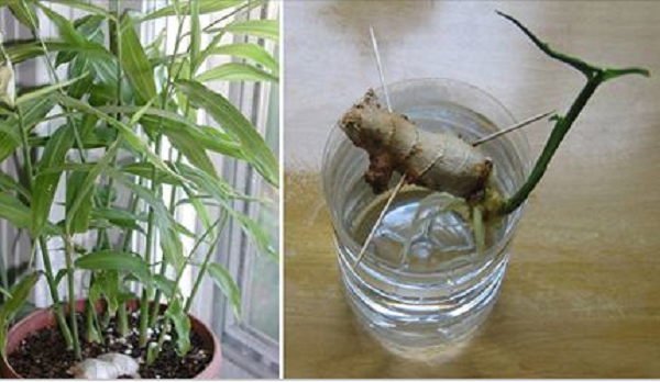 Dùng tăm đâm vào nhánh gừng, vài tháng sau chị em tha hồ có gừng ăn