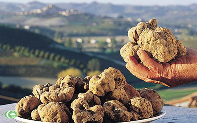 Cận cảnh nấm Truffle có giá đắt nhất hành tinh