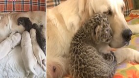 Cảm động chú chó mẹ chăm sóc hai chú báo con bị bỏ rơi như con ruột