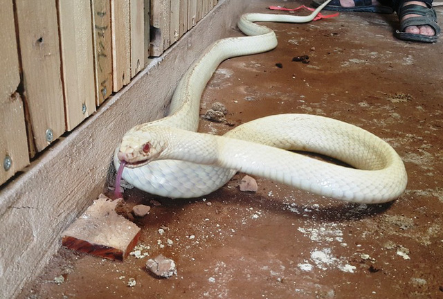 Rắn bạch tạng mắt xanh, lưỡi đỏ được trả giá 100 triệu không bán ở Ninh Bình