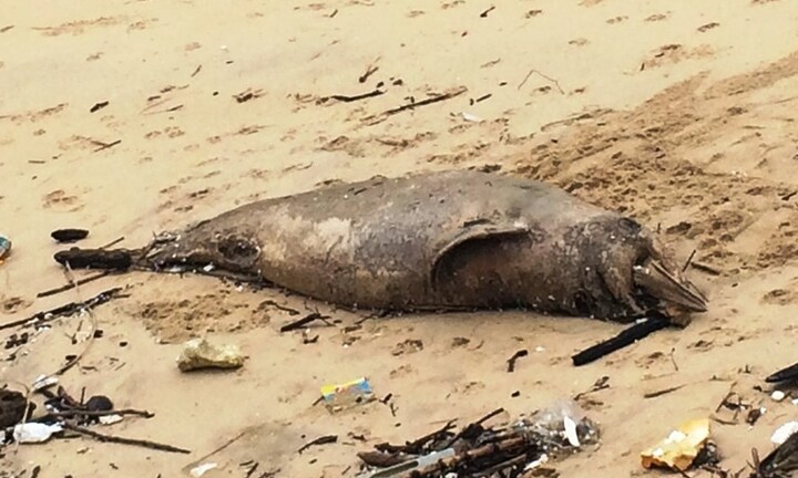 Xác cá heo 70kg dạt vào bờ biển Quảng Bình