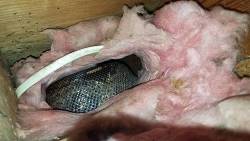 4 năm 'sống chung' với trăn 'khủng' mà không hề hay biết