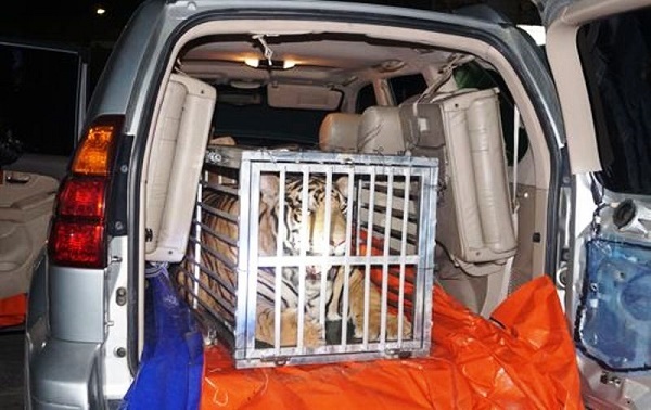 Phát hiện “chúa sơn lâm” nặng 300 kg trên xế sang Lexus