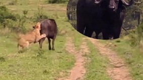 Chúa tể rừng xanh bị báo thù