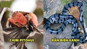 5 sinh vật nhìn rất dễ thương nhưng chạm nhẹ có thể mất mạng