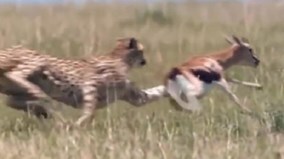 Ly kỳ cảnh khỉ đầu chó liều mạng cứu linh dương khỏi móng vuốt của báo