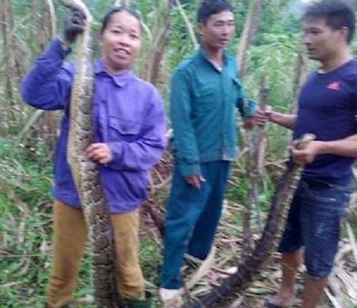 2 con trăn gấm nặng 30 kg bị người dân vây bắt, nấu cao