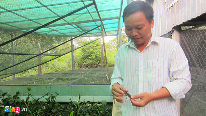 Liều lĩnh nuôi cà cuống, chủ trang trại thu tiền triệu mỗi ngày 