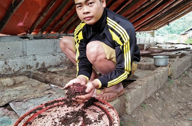 Tốt nghiệp đại học về quê nuôi giun kiếm tiền tỷ mỗi năm 