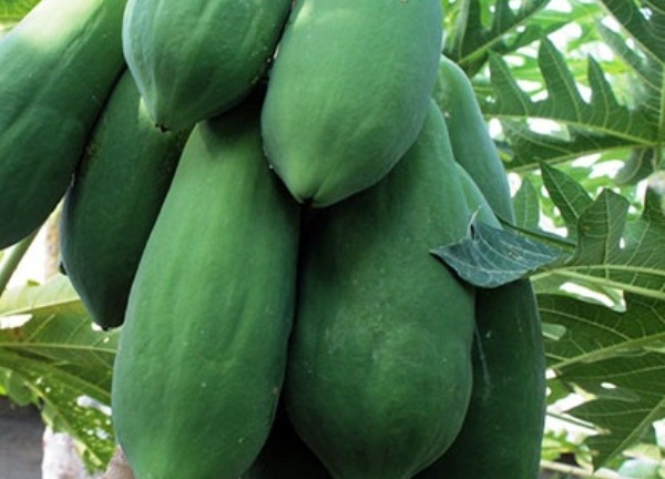 Lở loét da mặt vì dùng nhựa đu đủ xanh tẩy nám, tàn nhang