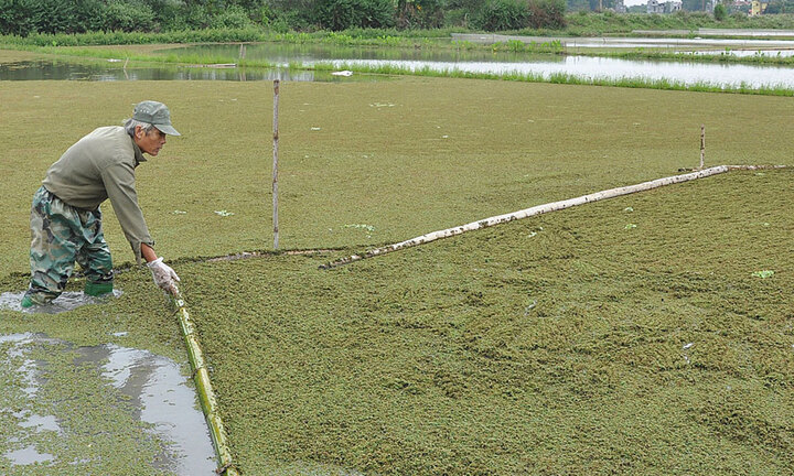 Nông dân bỏ ruộng thả bèo dâu, thu nửa tỷ mỗi năm