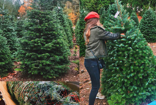 Noel 2017, nhiều đại gia Việt chi hàng chục triệu mua cây thông thật nhập khẩu