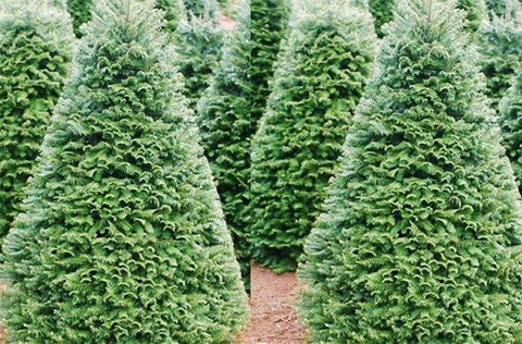 Mầm dịch bệnh ít ai ngờ từ cây thông Noel không phải ai cũng biết