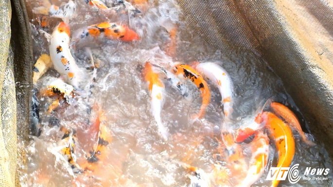 Làm giàu từ nuôi cá chép Koi Nhật Bản