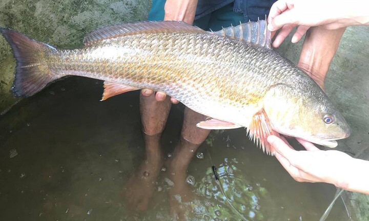 Câu được cá lạ nghi sủ vàng, trả 400 triệu không bán