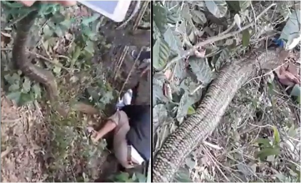 Tình tiết lạ vụ bắt rắn 