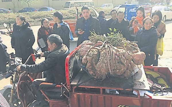 Choáng váng với củ khoai lang khổng lồ nặng 41 kg