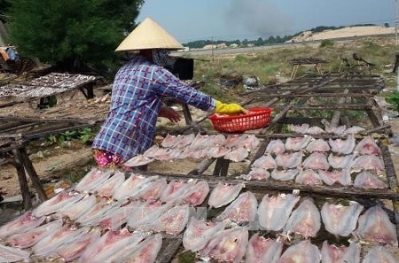 Phát hiện hàng loạt cơ sở chế biến cá khô sử dụng chất cấm độc hại