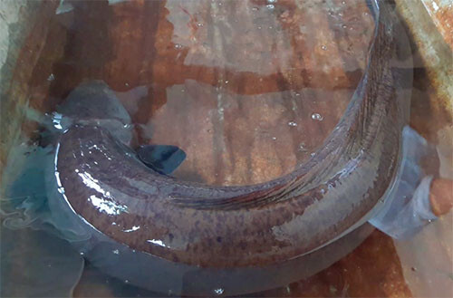 Tin tức thời sự 24h mới nhất ngày 19/12/2017