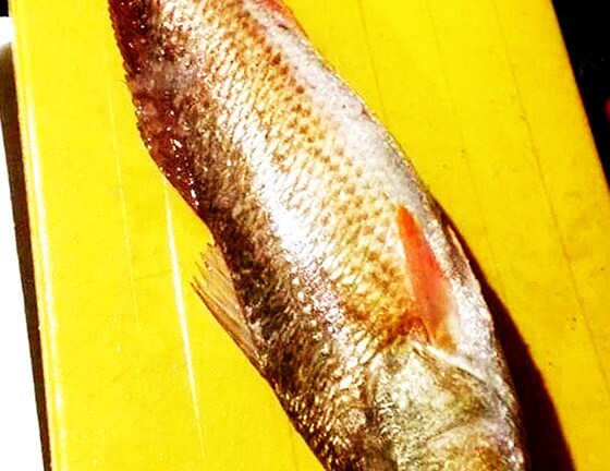 Ngư dân Bình Định câu được 