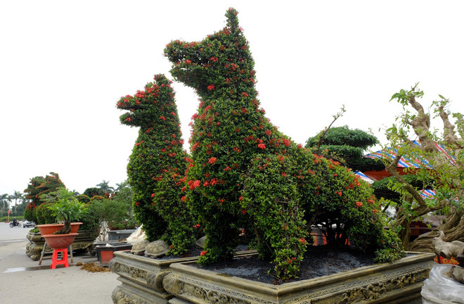 Hoa mẫu đơn hình con chó giá 250 triệu đồng hút người xem