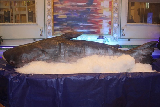 Hà Tĩnh: Xuất hiện 