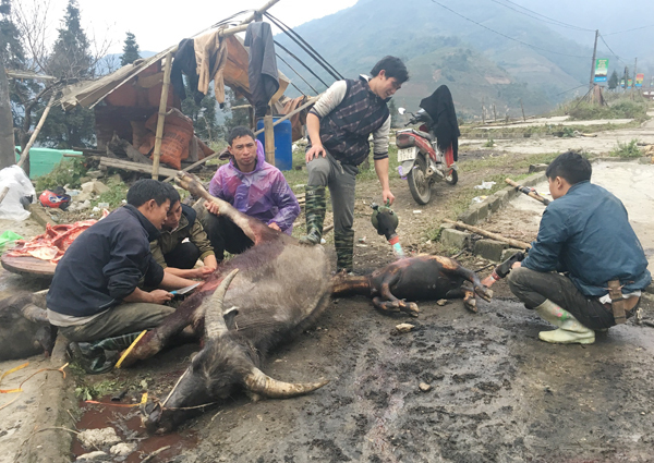 Lào Cai: Xẻ thịt trâu, bò chết rét bán bên đường