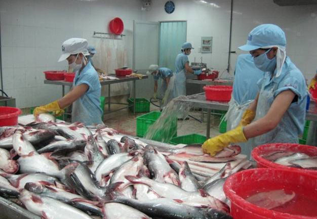 Xuất khẩu cá tra có thể đạt 1,85 tỷ USD trong năm 2018