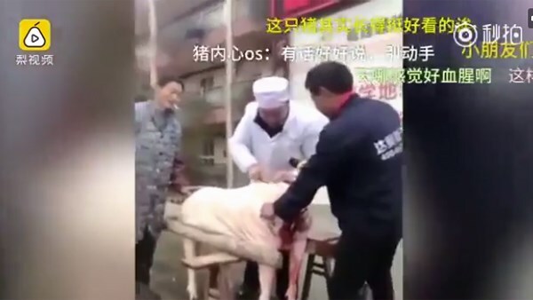 Trường mẫu giáo mổ lợn trước mặt 600 cháu để dạy về giải phẫu học gây tranh cãi