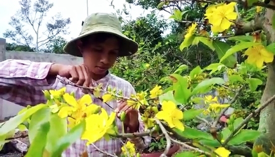 Hoa nở trước Tết vì thời tiết bất lợi, nhà vườn lo lỗ nặng