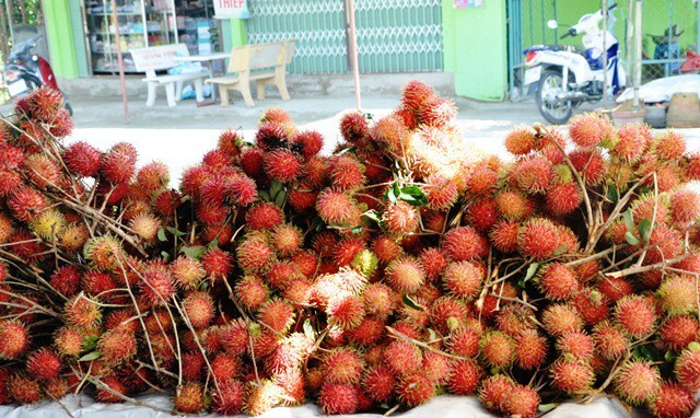 Chôm chôm nghịch mùa tăng giá cao chót vót, nhà vườn không có hàng để bán