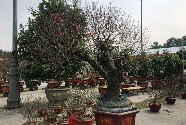 Chiêm ngưỡng những cây đào
