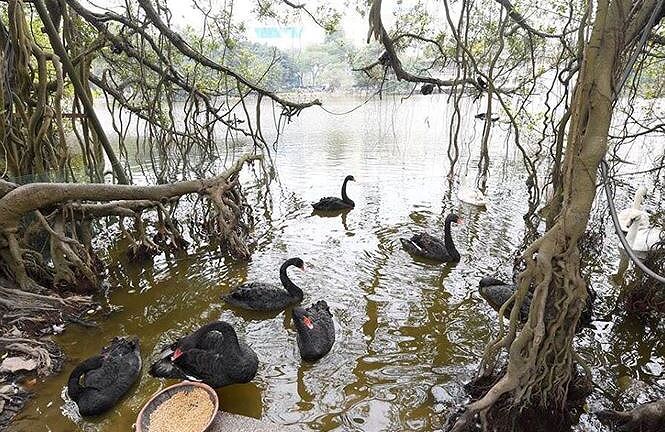 Đàn thiên nga ở hồ Gươm bị bắt lại trong đêm
