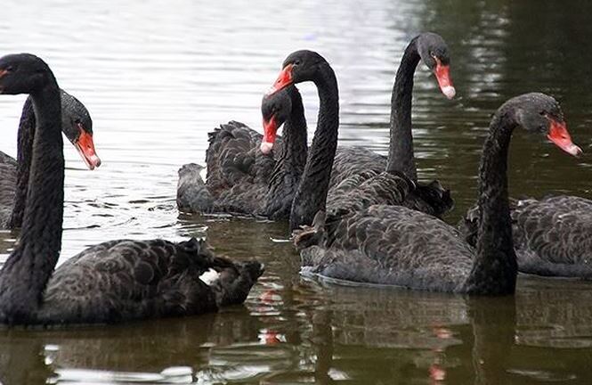 Thông tin bất ngờ về người tặng thiên nga thả hồ Gươm