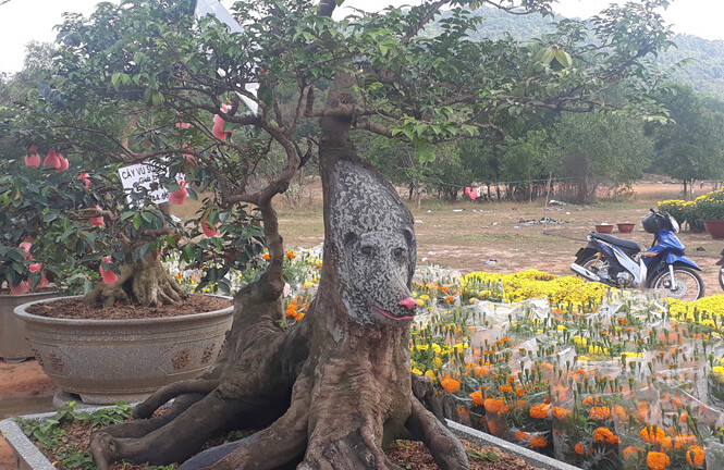 Cây khế hình chó rao bán giá 400 triệu đồng ở miền Tây