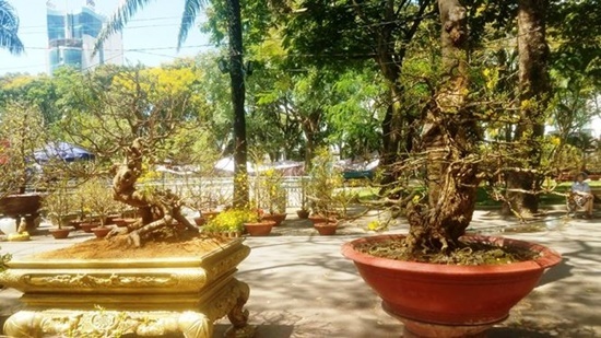 Hai cây mai trăm năm tuổi được rao bán gần 5 tỷ đồng