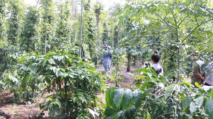 Hoảng hốt phát hiện thi thể người đàn ông đang phân hủy trong rẫy cà phê