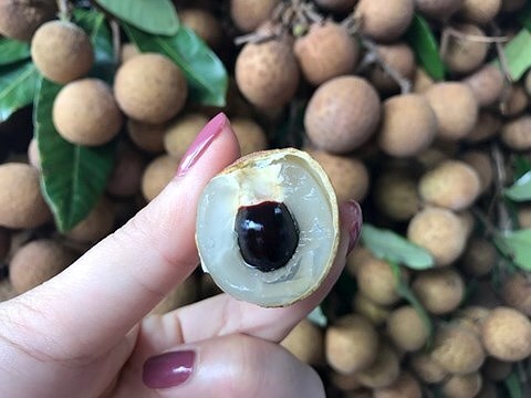 Sắp tới, nhãn tươi Việt Nam có thể được xuất sang Úc
