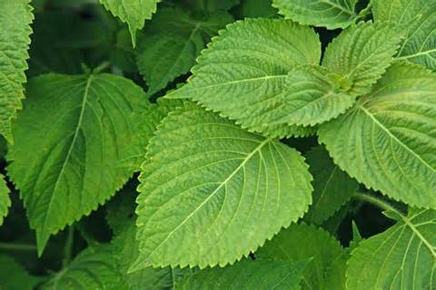 Trồng tía tô xuất khẩu đi Nhật, mỗi lá được trả 700 đồng