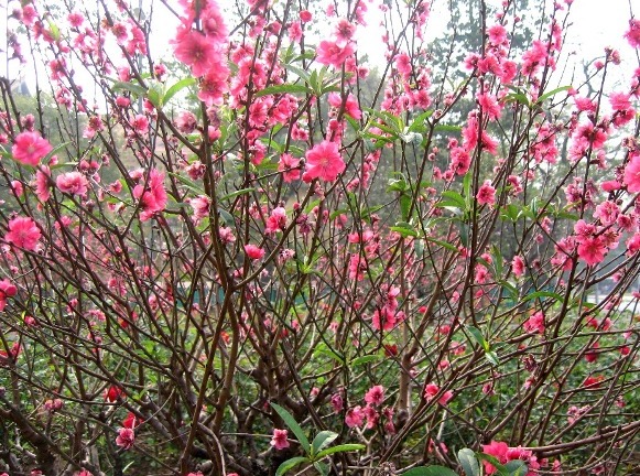 Những loại hoa mùa xuân có thể dùng làm thuốc